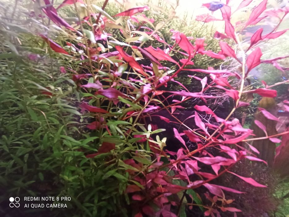 Vendo lote de cerca 30 pés misto de plantas de aquario
