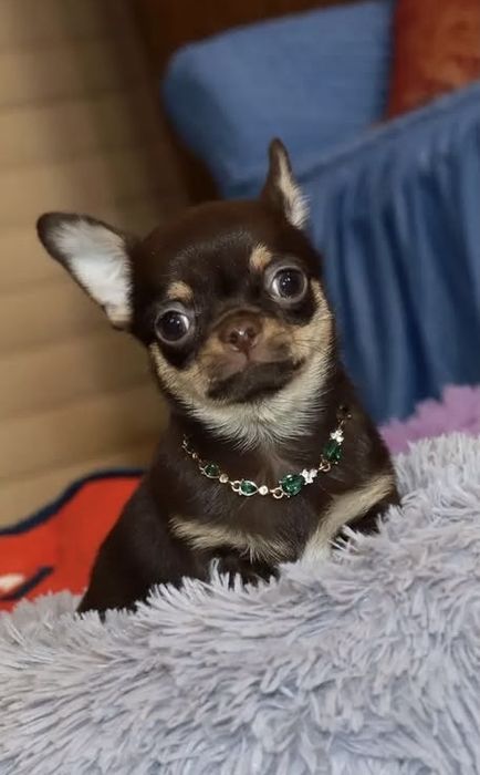 Малышка тип кобби