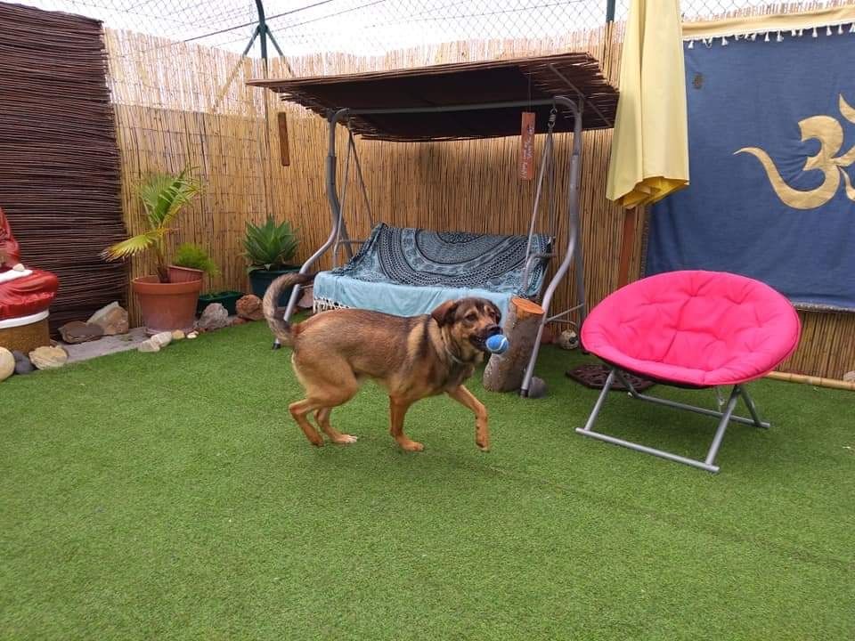 Pedido de adoção de cãozinho
