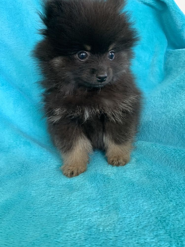 Spitz Alemão Anão