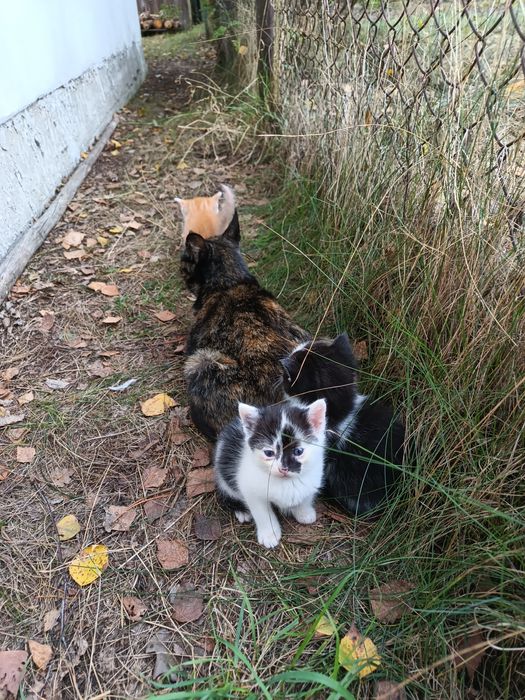 Młode kotki do adopcji