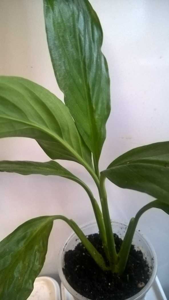 Спатифиллум Уоллиса Spathiphyllum wallisii