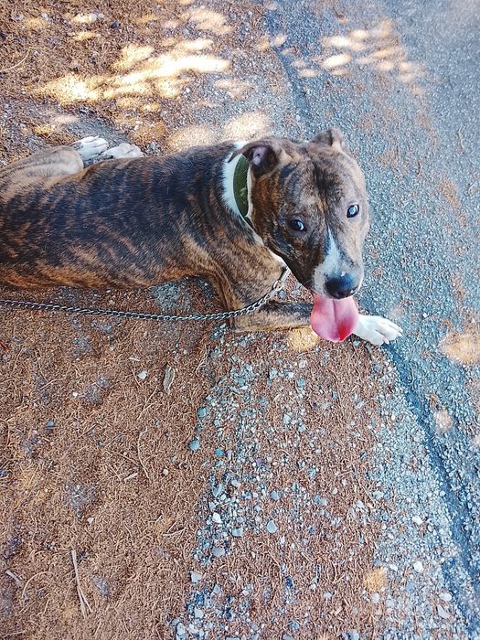 Adoção cão com um ano