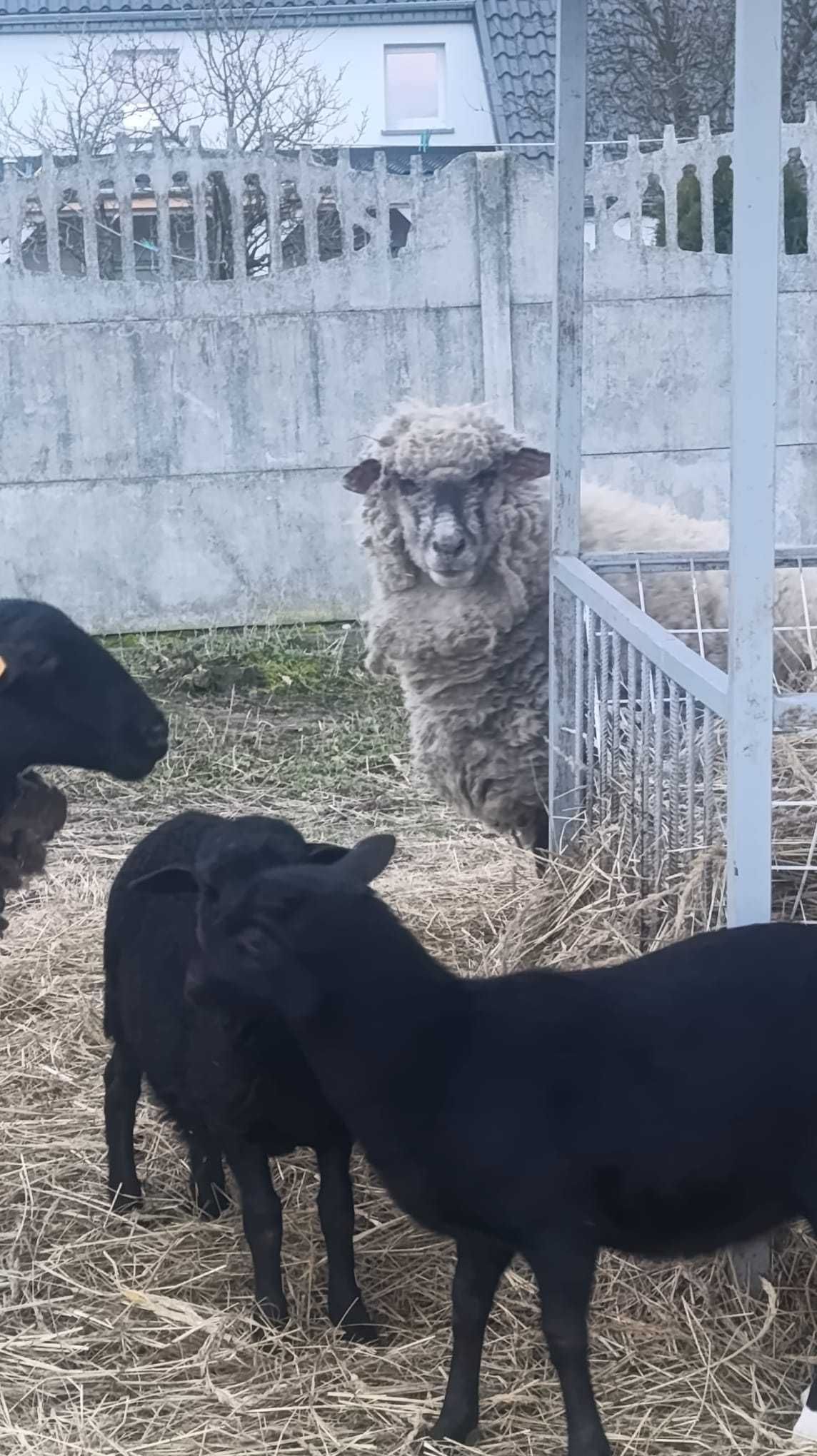 Owce Dorper  2 matki + 2 młode