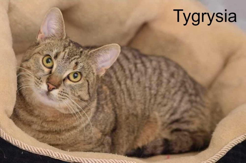 Urocze koty z Lidzbarka szukają domów na zawsze!