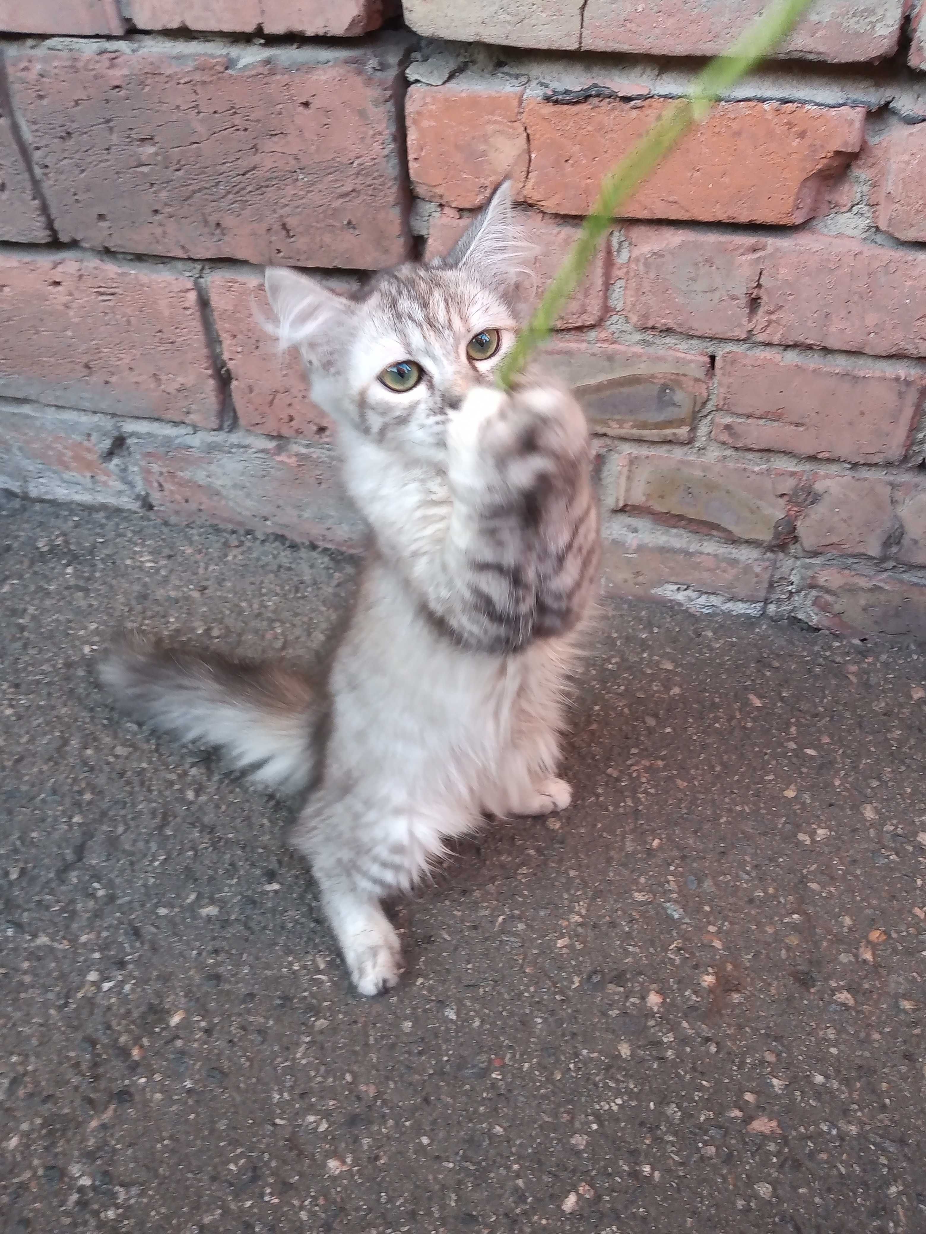 Продам Пiдрощене Кошеня Породи Сибірська Кішка дівчинка