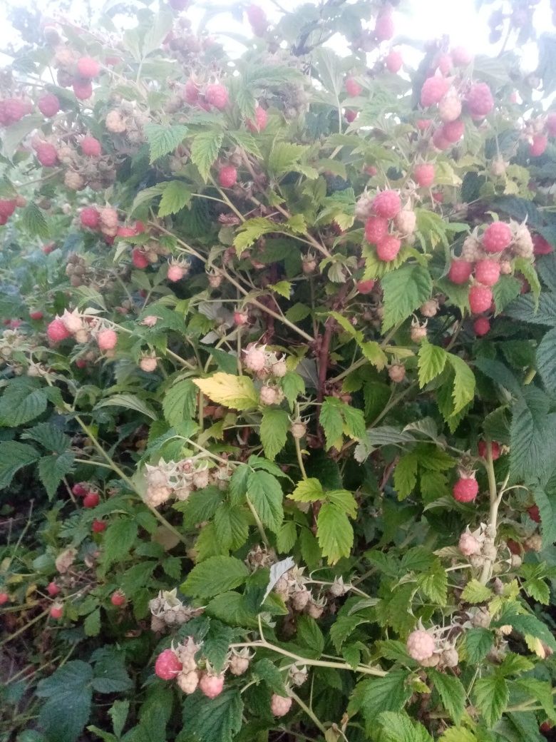 Малинове дерево з ягодами молоде