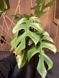 Monstera piccolo / rhaphidophora tetrasperma