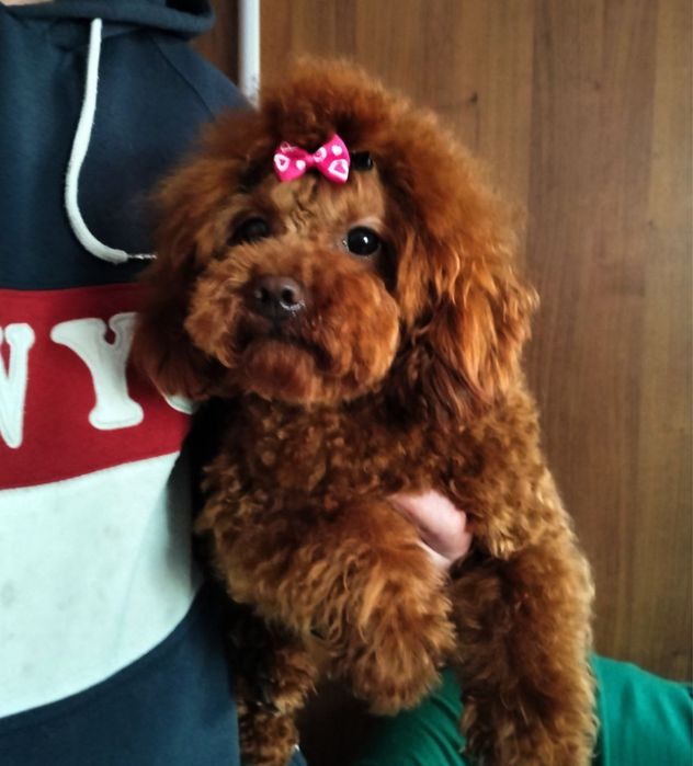 Той пудель кобель приглашает дам