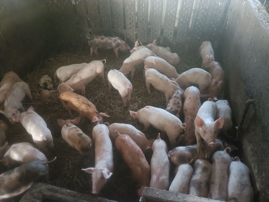 Sprzedam prosięta komplet szczepień.