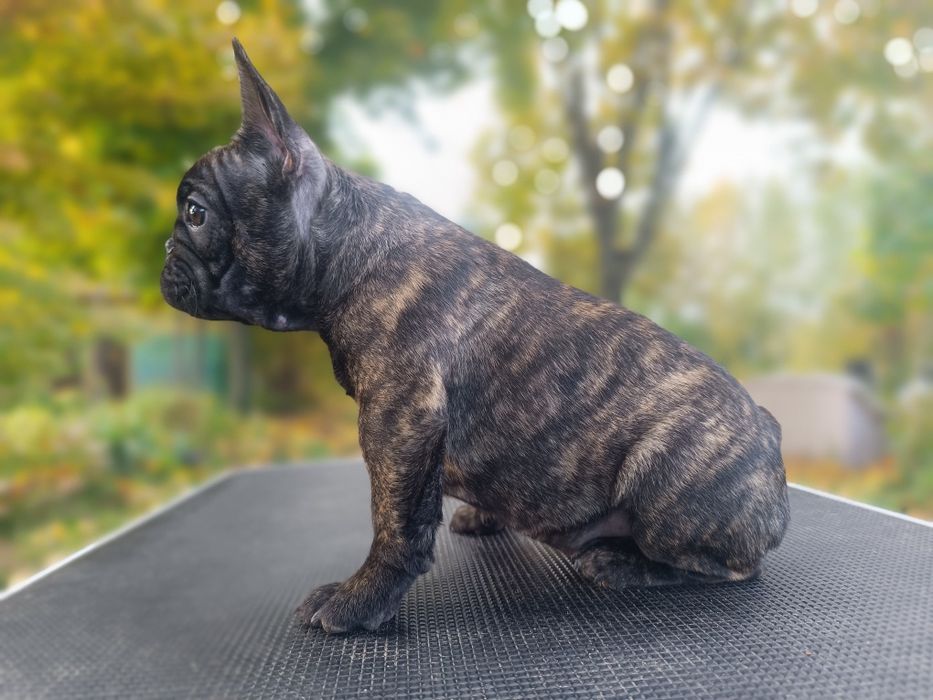 Buldog francuski suczka ZKwP