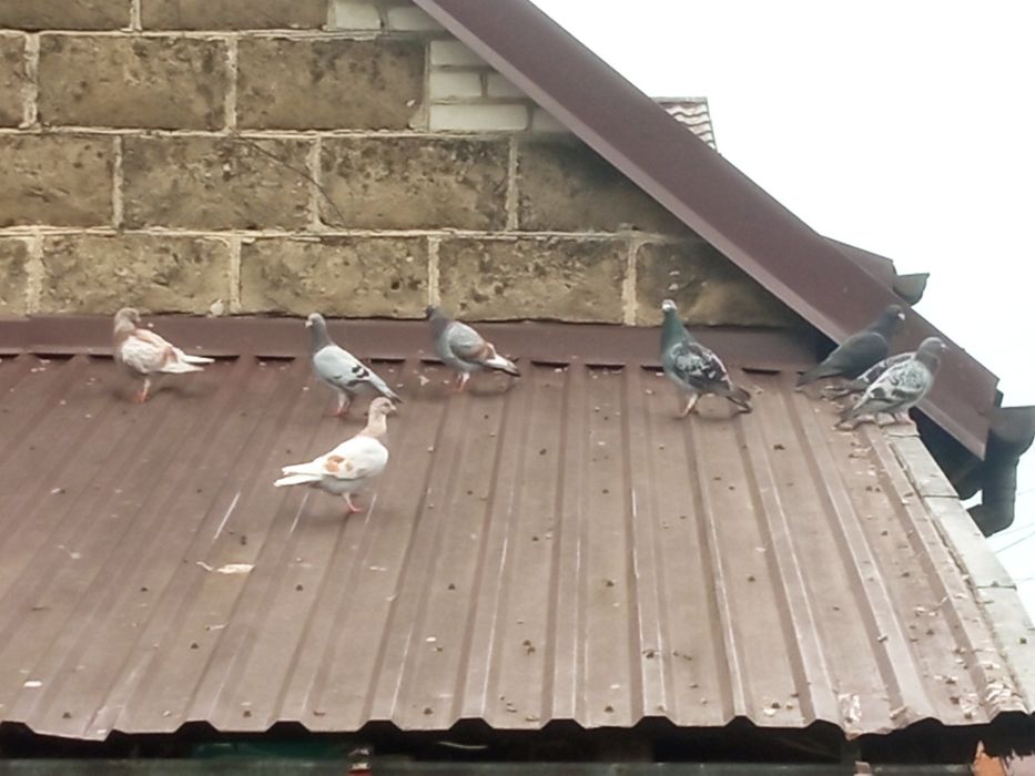 Oddam gołębie pocztowe