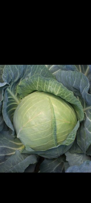 Продаємо капусту