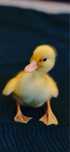 Kaczki call duck