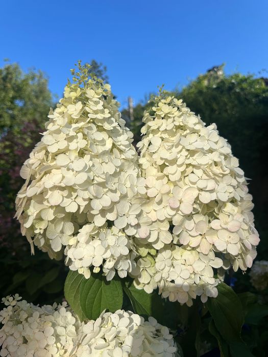 Гортензії волотисті