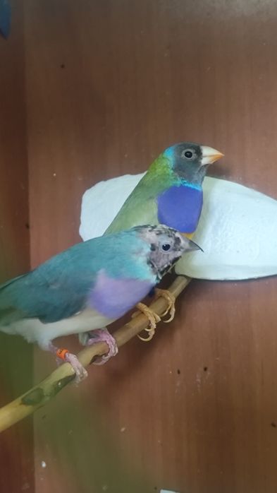 Amadyny wspaniałe para