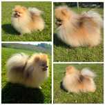 Szpic miniaturowy Pomeranian   reproduktor