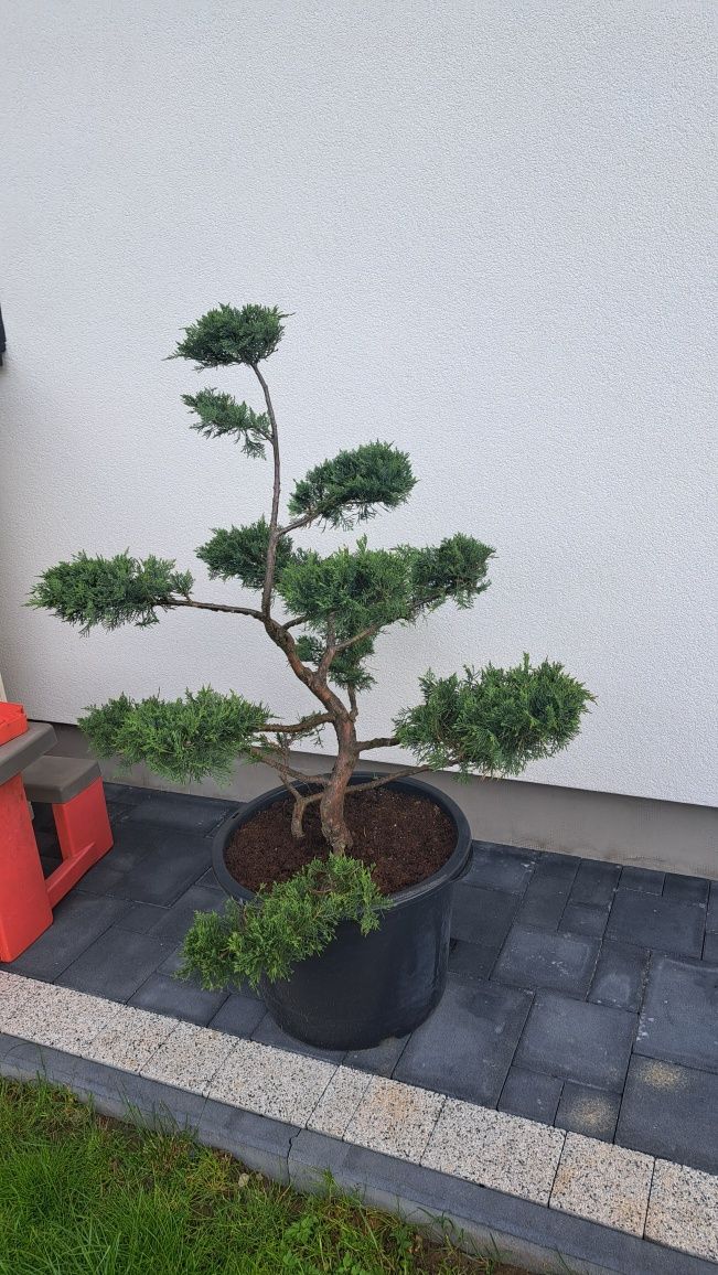 Bonsai Tuja Jałowiec drzewko formowany