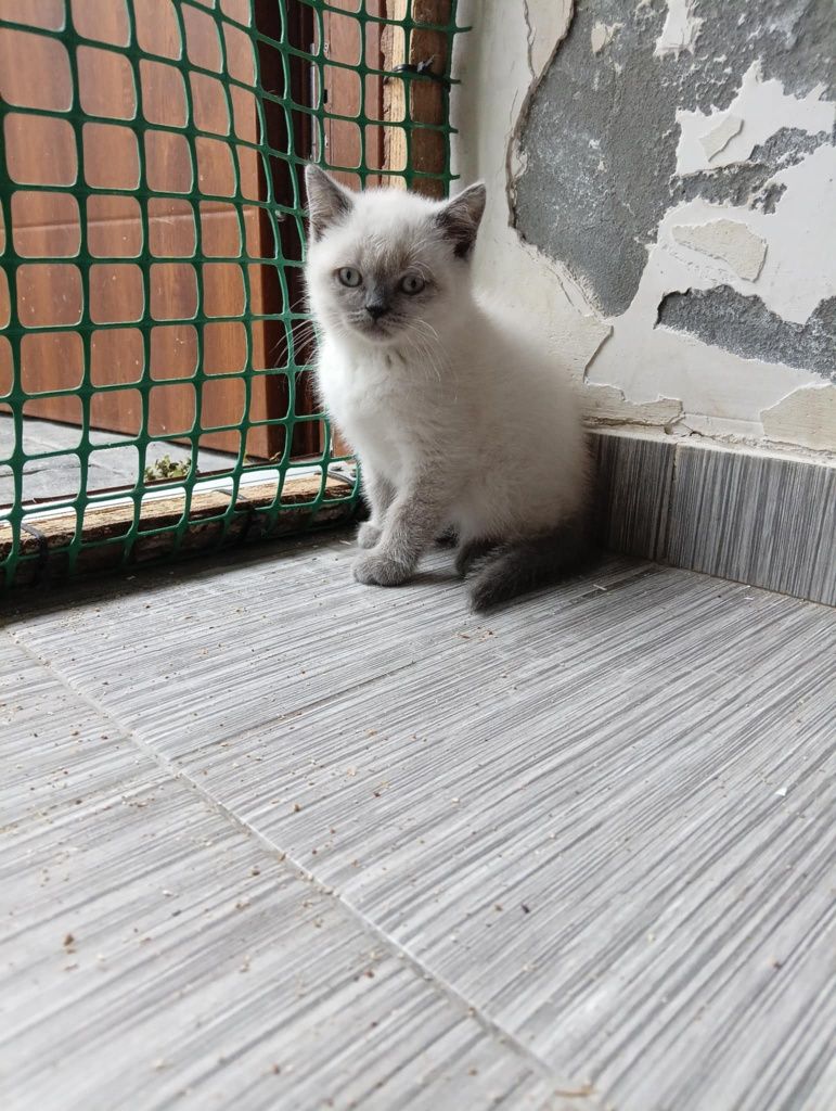 Kot brytyjski kocurek