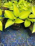 Hosta Funkia  'June'