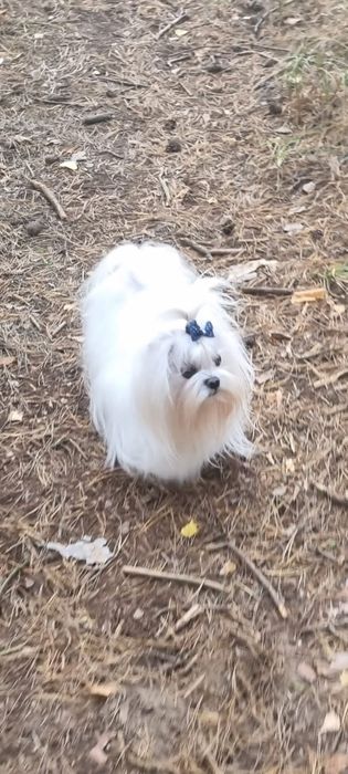 Maltanczyk po koreanczyku