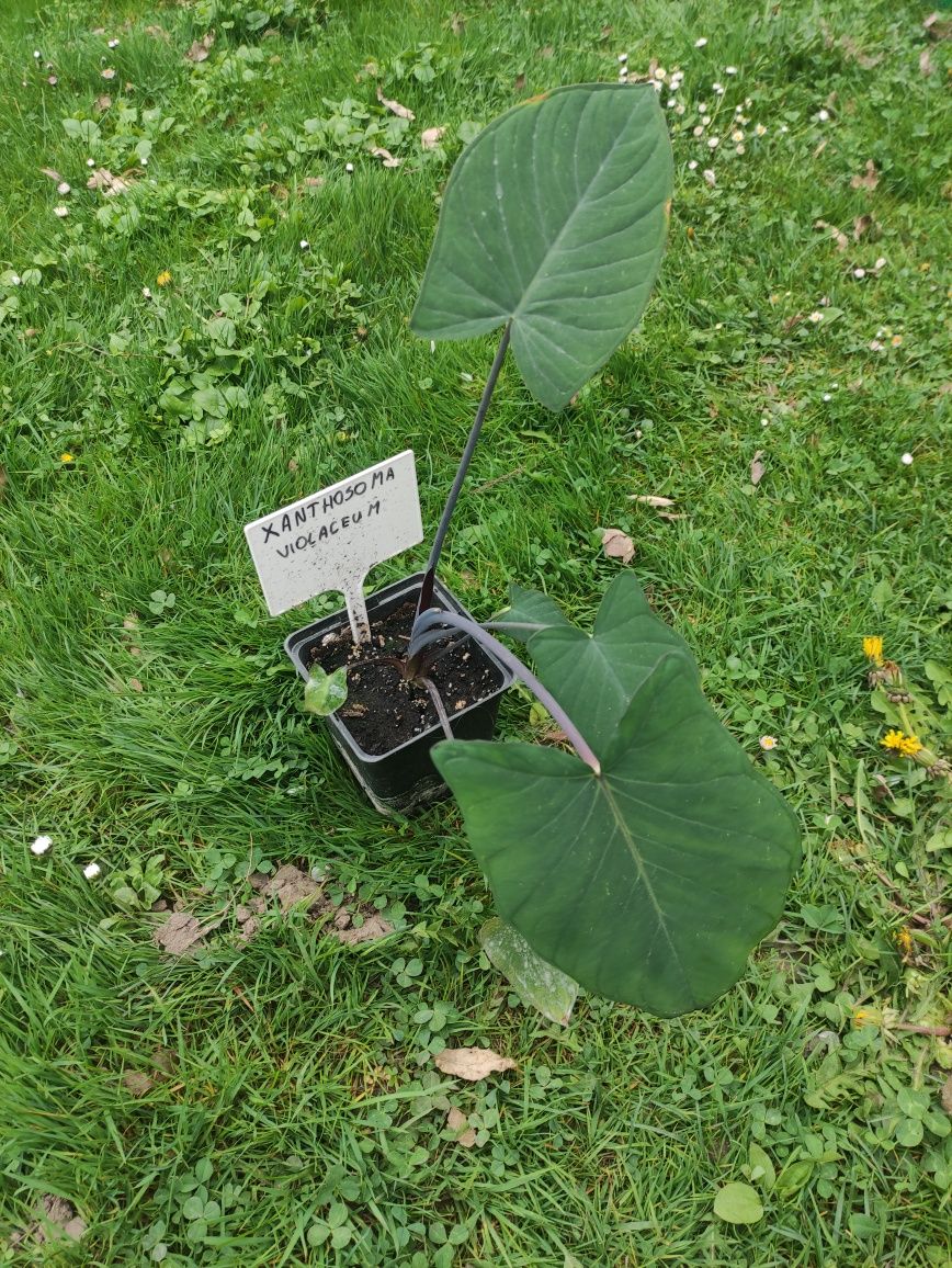 Xanthosoma violaceum, alokazja, colocasia, alocasia, colocasia