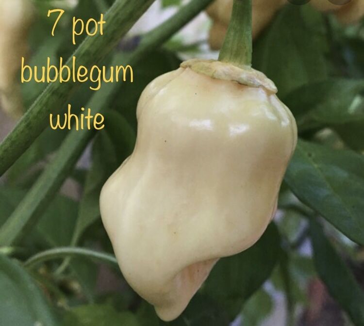 Sementes de 7 pot bubblegum  white a unica malagueta  nuclerar branca