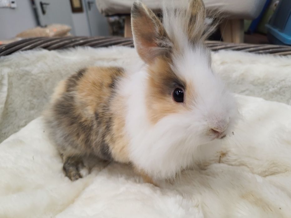 Królik Karzełek Teddy (samica) MASSON