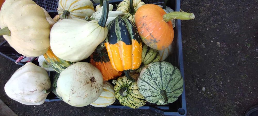 Dynia, dynie, dynię ozdobne