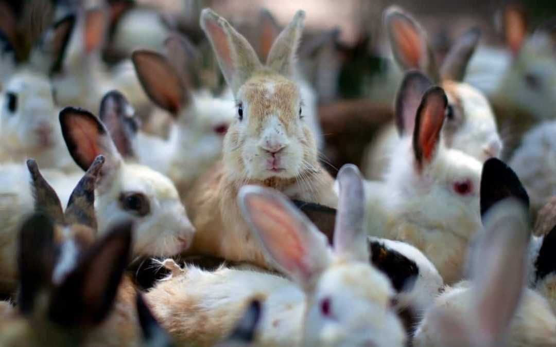 Coelhos para criação