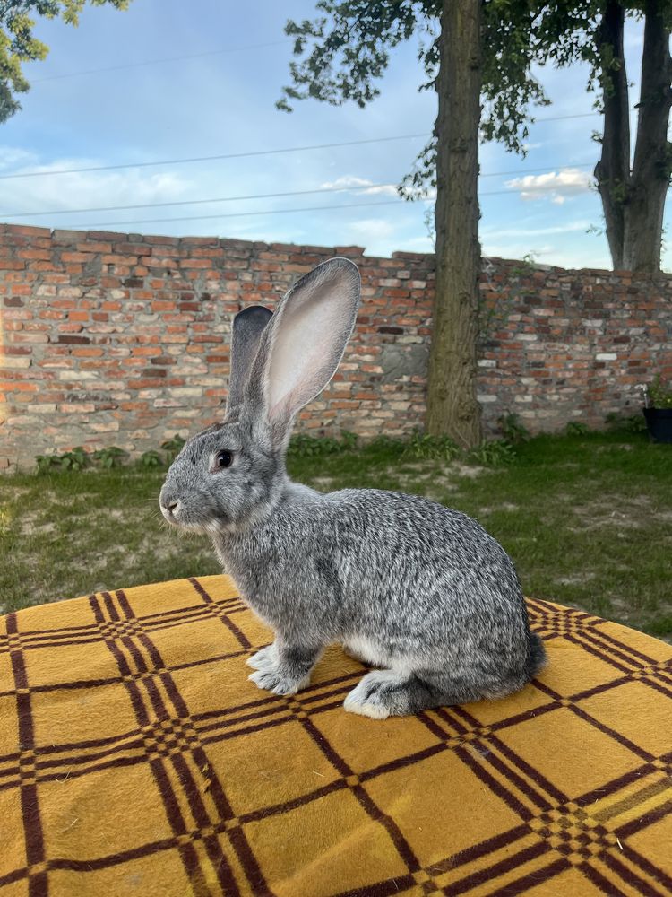 Olbrzym Szynszylowaty Samiec
