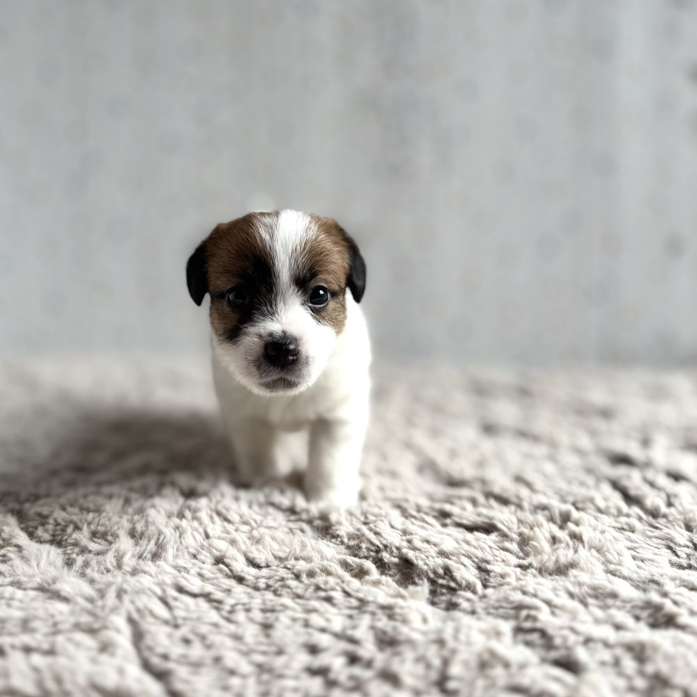 Jack Russell Terrier- biało-brązowy piesek z rodowodem FCI