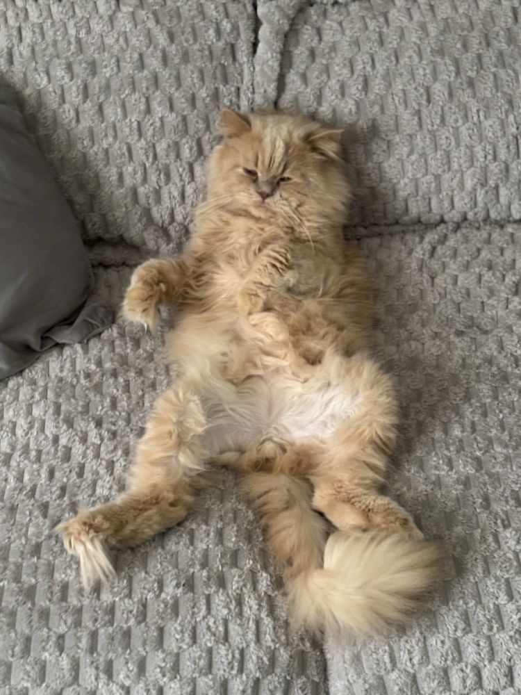 Vendo Gato Persa