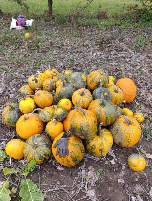 Безкоштовно насіння різне