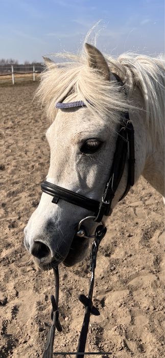 Ogłowie Horze pony czarne z wędzidłem 10,5 cm i wodzami