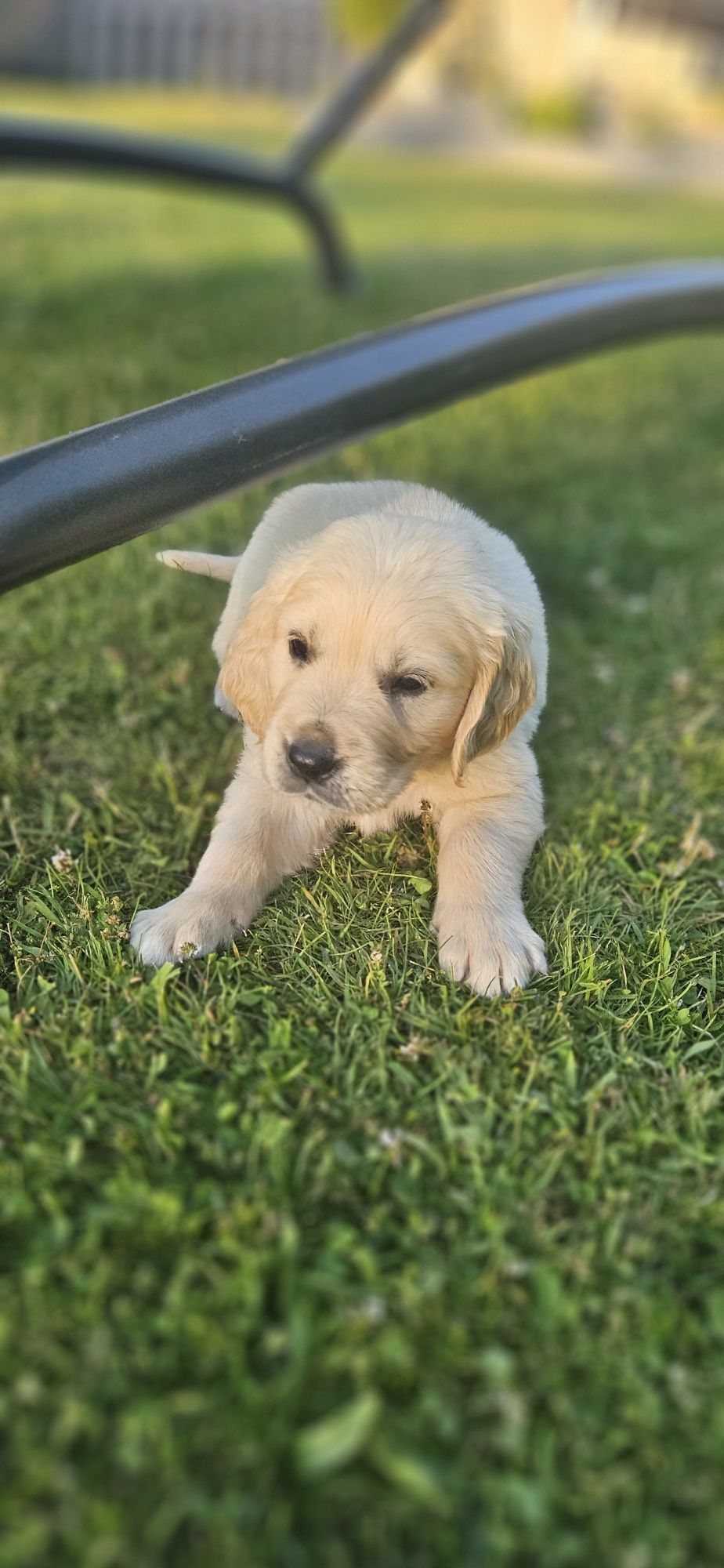 Golden retriever