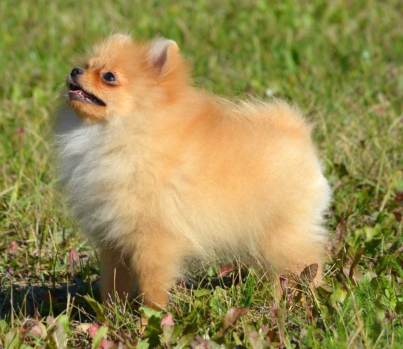 Szpic Miniaturowy Pomeranian Wiwa ZKwP FCI rodowód piękna