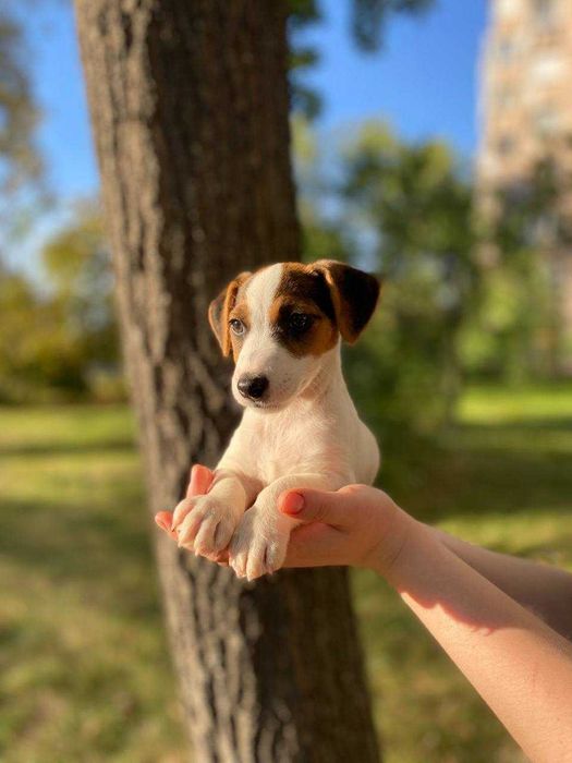 Ласкаві цуценята Джек рассел