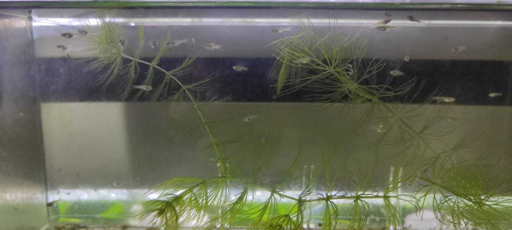 Vendo guppy endler