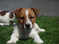 Jack Russell Terrier #MOBY Smartie Jacks# rodzice ZKwP/ FCI pure Jack