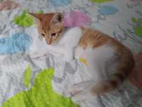 Śliczna ok 3 miesięczna Kotka do adopcji