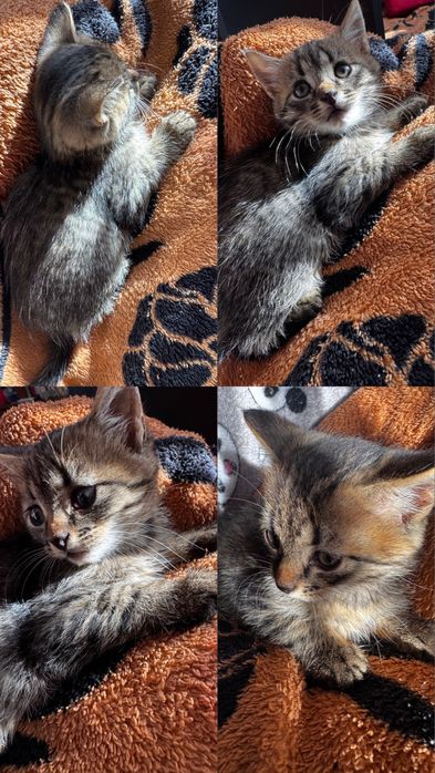 Кошеня, котики віддаємо безкоштовно