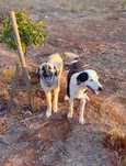 Animais para adopção responsável