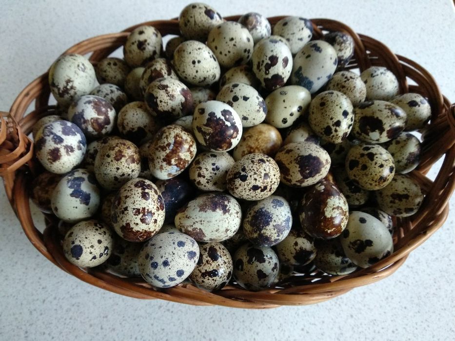 Jajka przepiórcze lęgowe, konsumpcyjne, zamówienia na wylęg