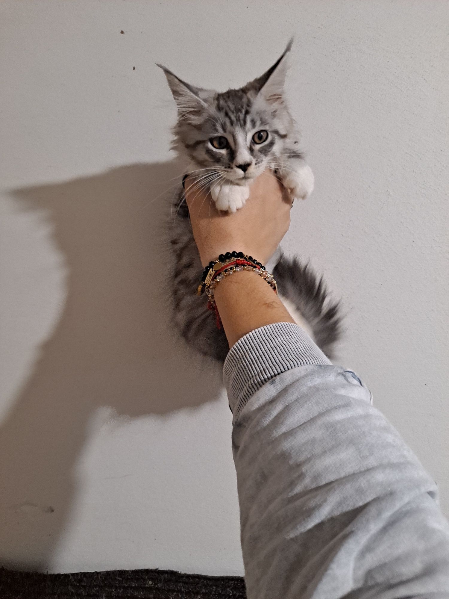 Śliczna kotka maine coon