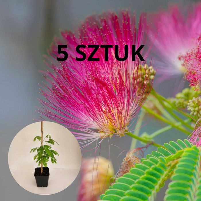 5 SZT. Albizia julibrissin – Jedwabne drzewko – Zestaw
