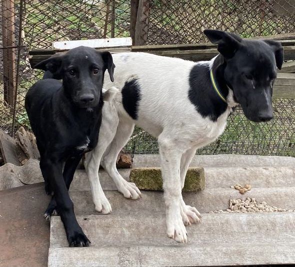 Буря шукає дім! Вік 6 місяців. Стерилізована