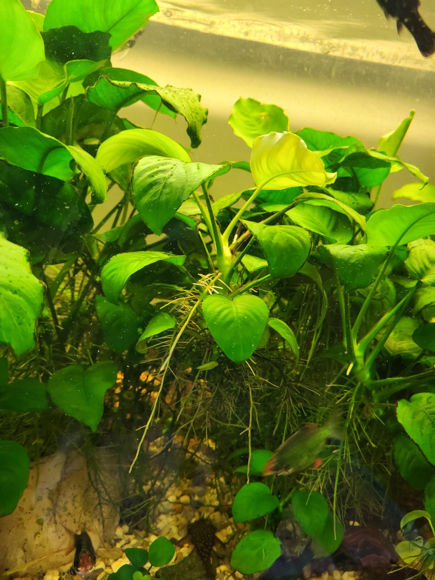 Anubias roślina akwariowa