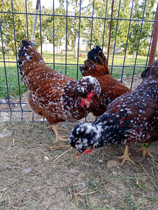 Czubatka staropolska jaja lęgowe