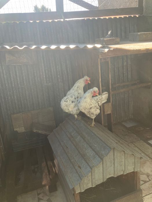 Vendo conjunto de galinhas